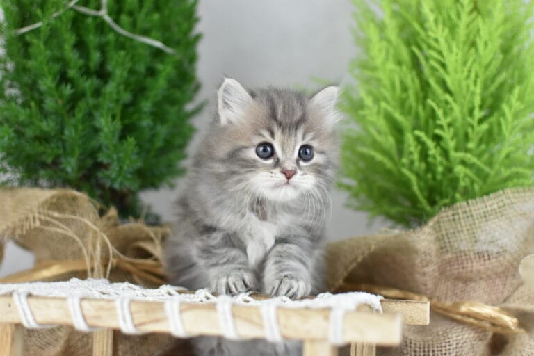 Franek Miot F2 4 scaled