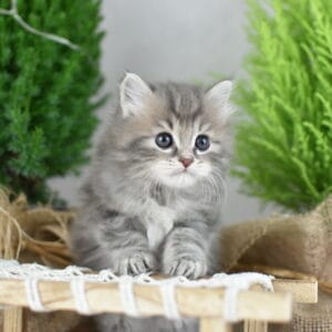 Franek Miot F2 4 — kopia scaled