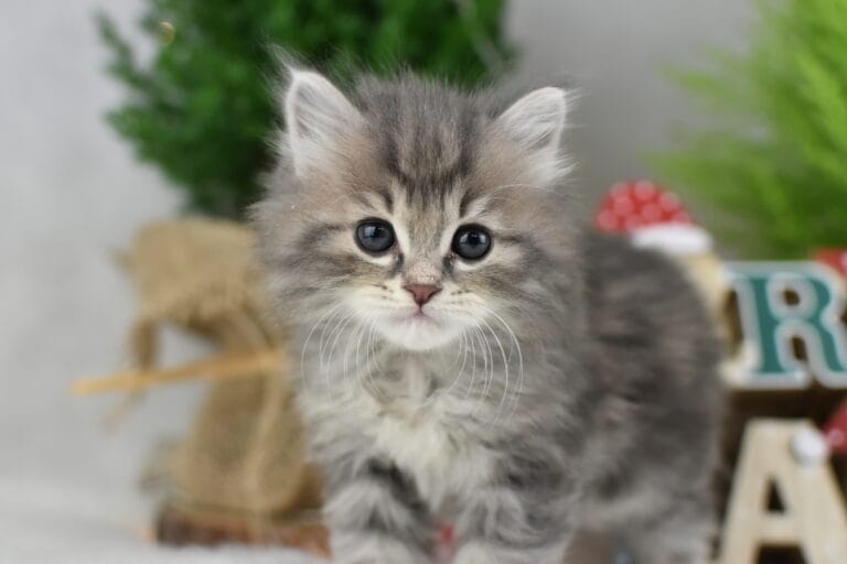 Franek Miot F2 5 scaled