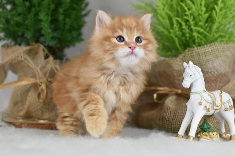 Fryderyk Miot F2 1 scaled