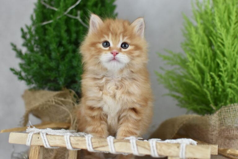 Fryderyk Miot F2 3 scaled