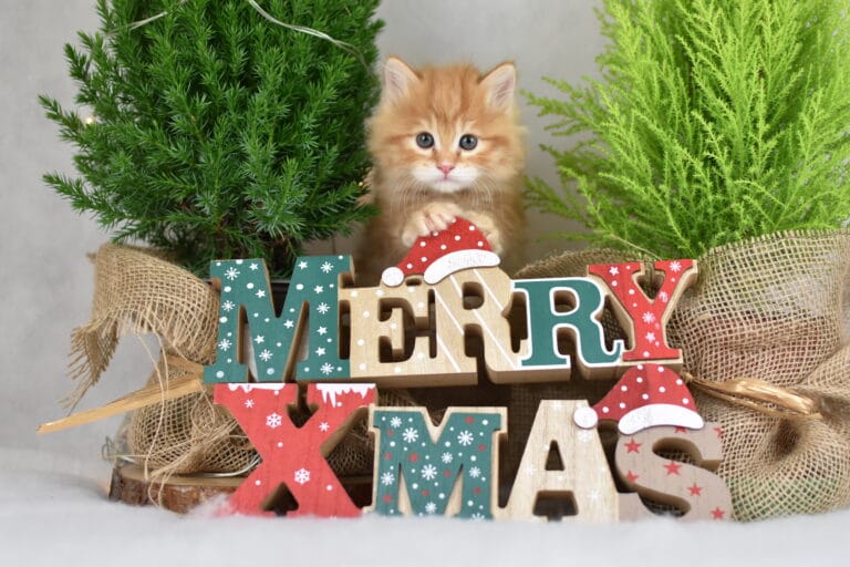 Fryderyk Miot F2 5 scaled