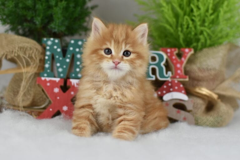 Fryderyk Miot F2 6 scaled