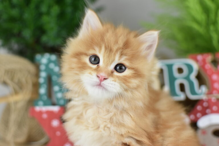 Fryderyk Miot F2 7 scaled